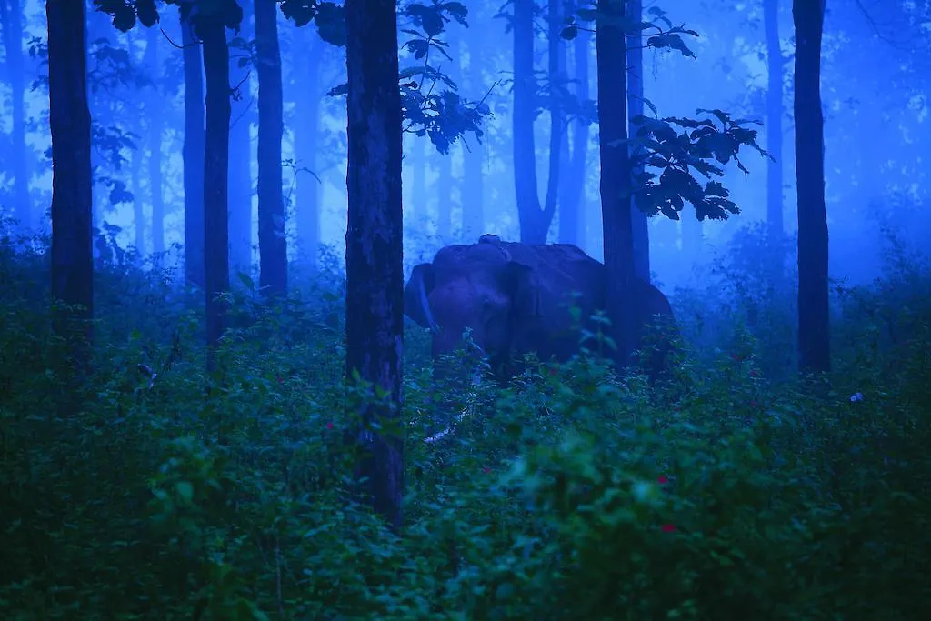 The Woods Resorts Wayanad Салтэн-Батери